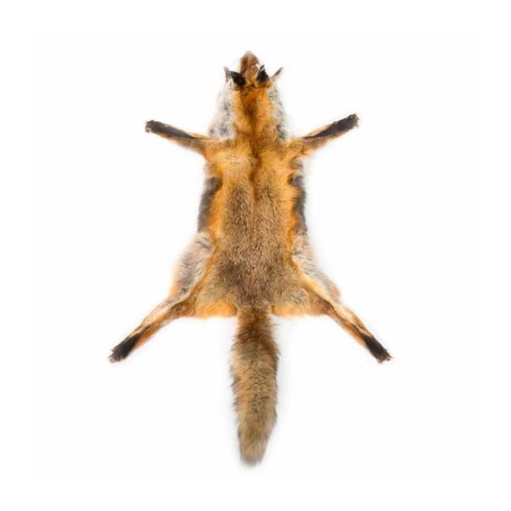 Peau de renard roux