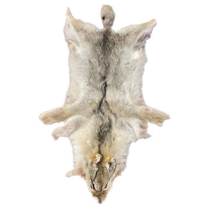 Peau Coyote