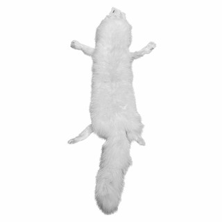 Arctic fox skin