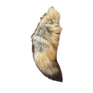 Queue de coyote