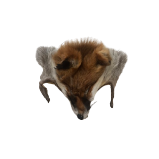 Tête de renard