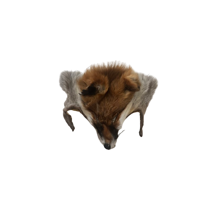 Tête de renard