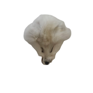 Tête de renard blanc