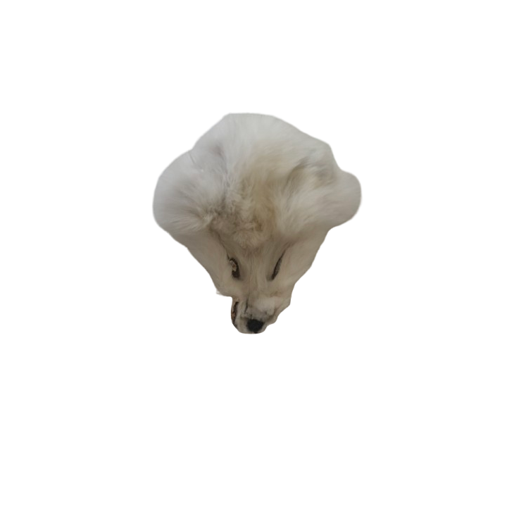 Tête de renard blanc