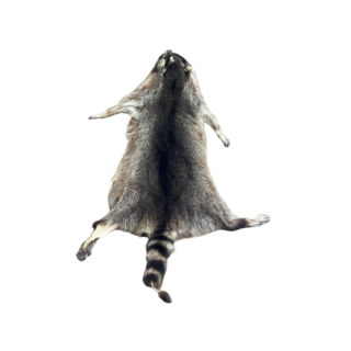 Peau de raton laveur