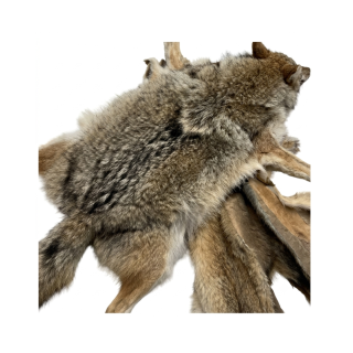 Coyote