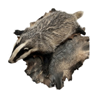 Blaireau