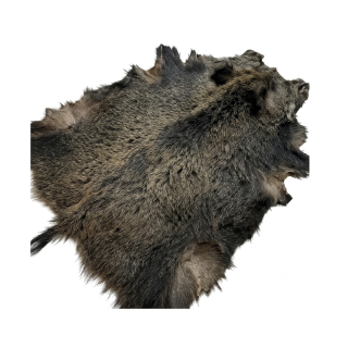 Sanglier