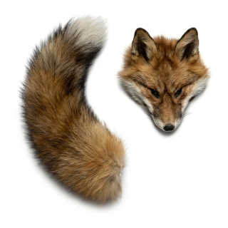 Queue et tête de renard
